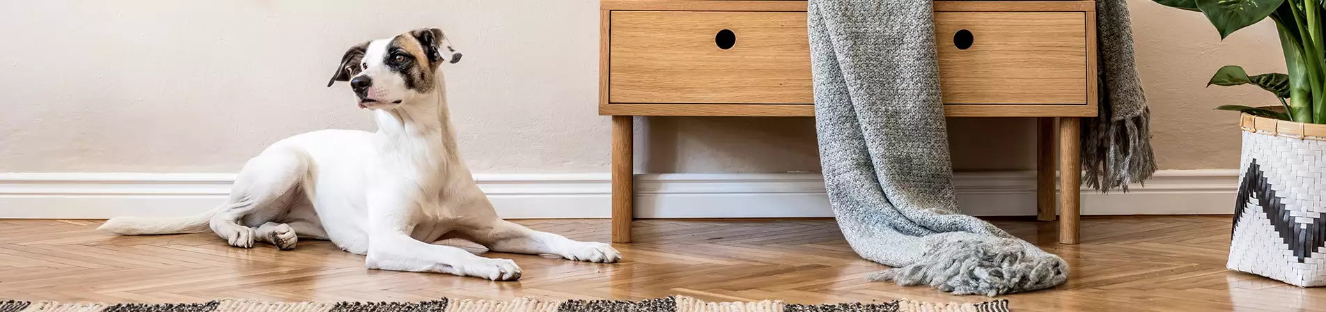 BUILDING A PET-FRIENDLY HOME